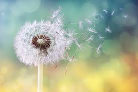 immagine1