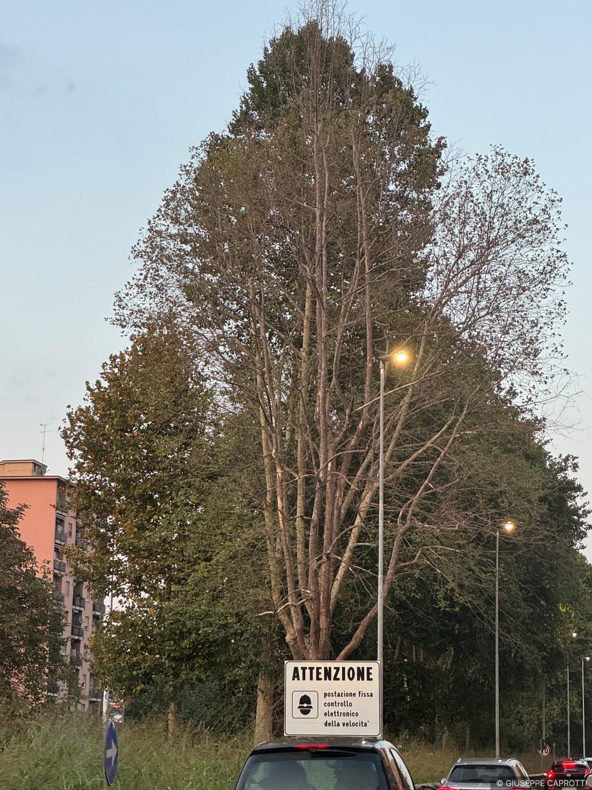 Platano morto Cinisello Balsamo settembre 2025